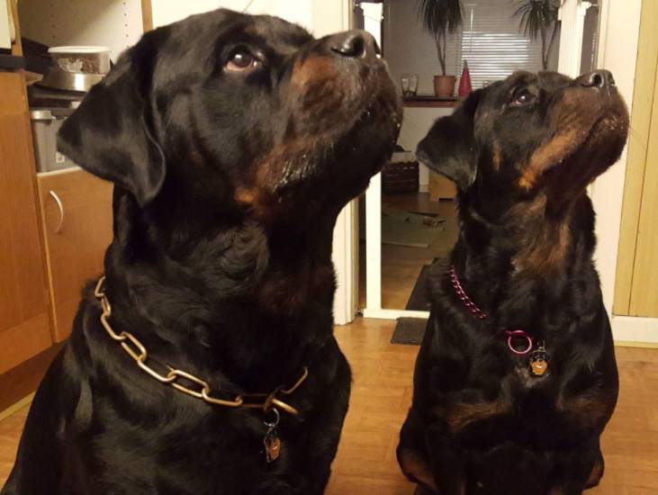 rottweilers denmark.jpg
